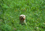 Хаммер в траве